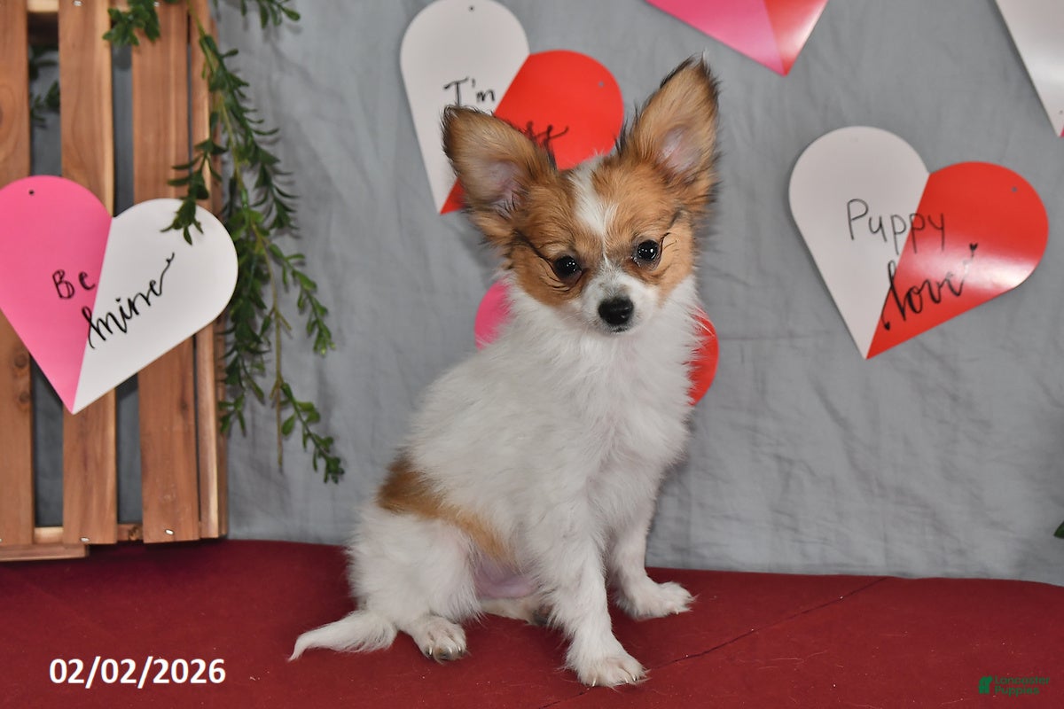 Papillon dogs Nipper - Ad 2