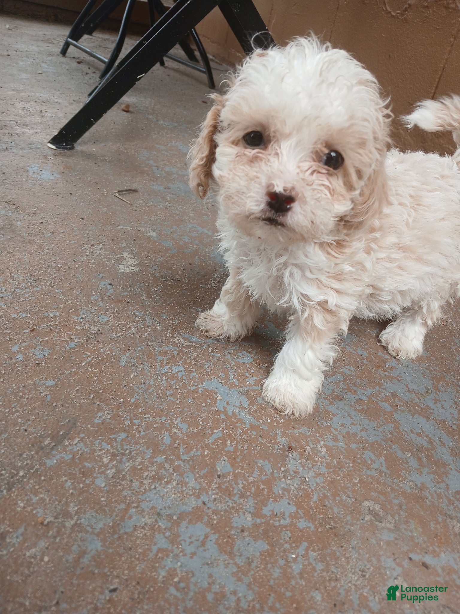 Toy Poodle dogs for sale: Toy Poodle Puppy 2 - Ad 1