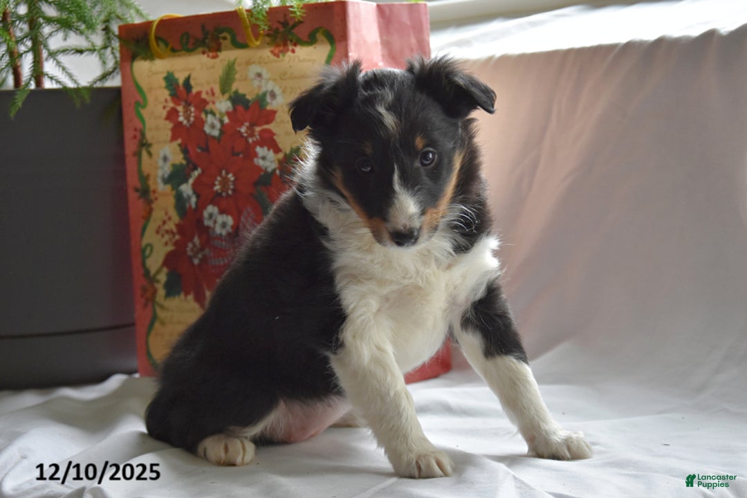 Shetland Sheepdog dogs for sale: Tori - Ad 2