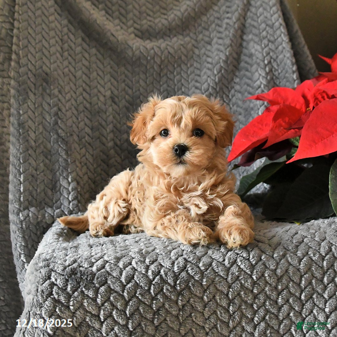 Maltipoo dogs for sale: Callie - Ad 2