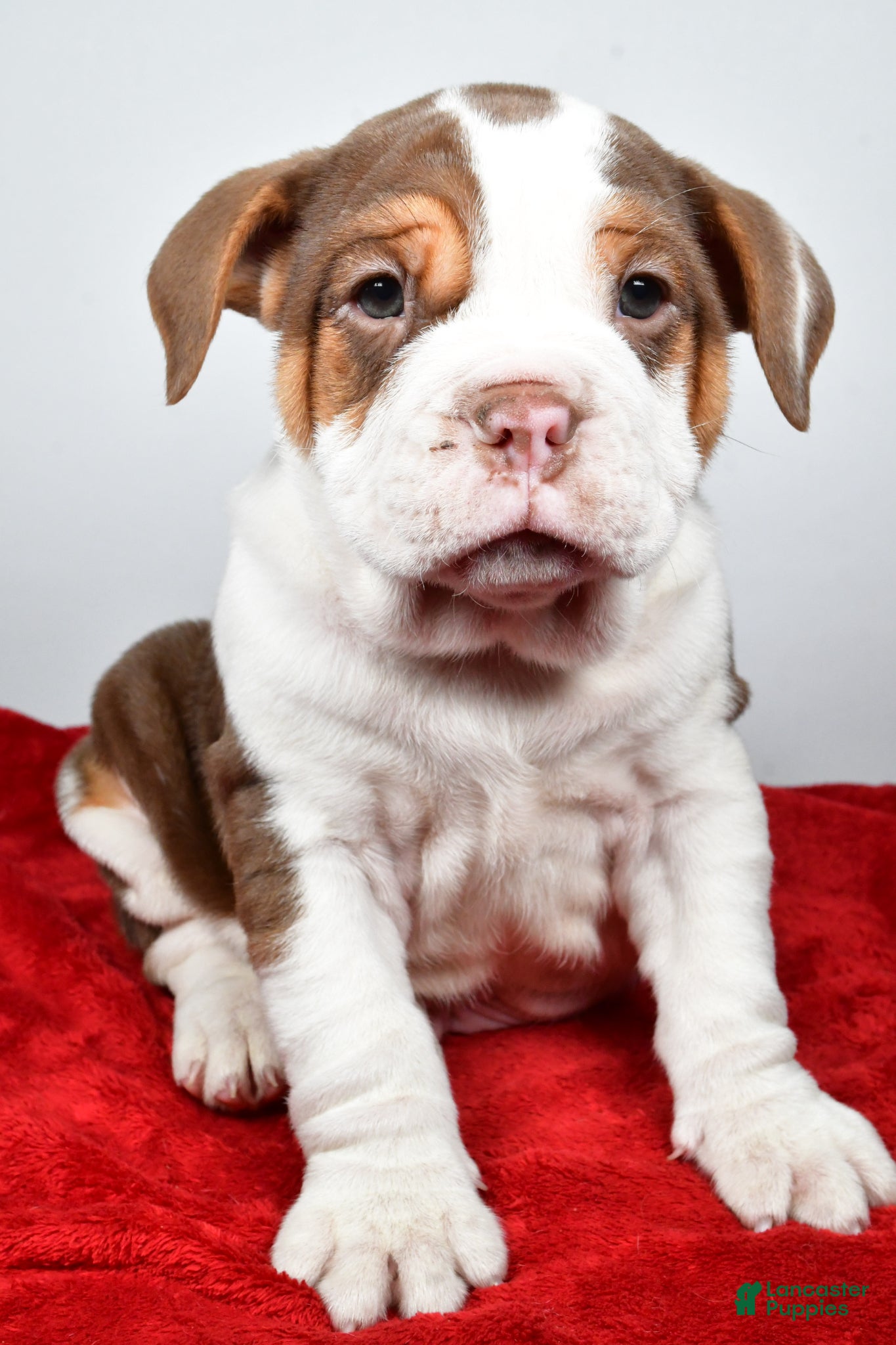 Beabull dogs Bo - Ad 1