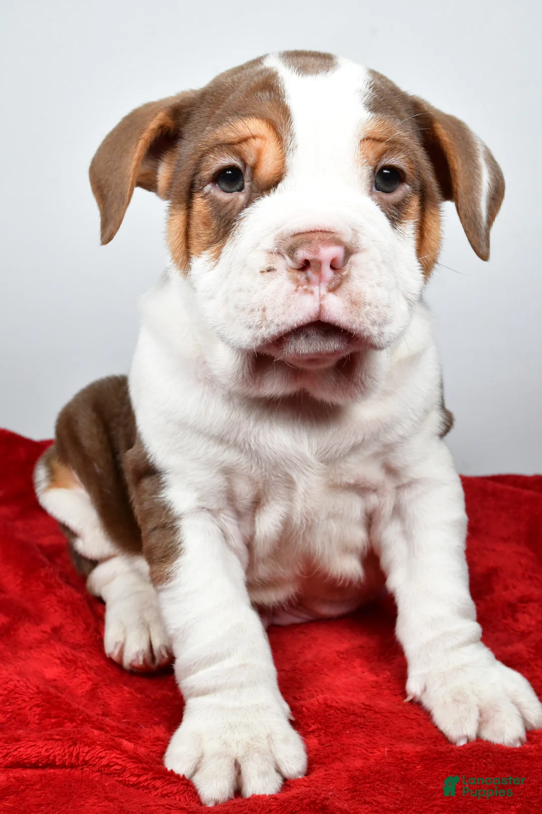 Beabull dogs for sale: Bo - Ad 2