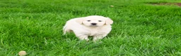 Golden Retriever dogs for sale: Cecily - Ad 5