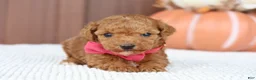 Toy Poodle dogs for sale: Ginger - Ad 5