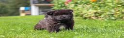 Akita dogs for sale: Nova - Ad 9