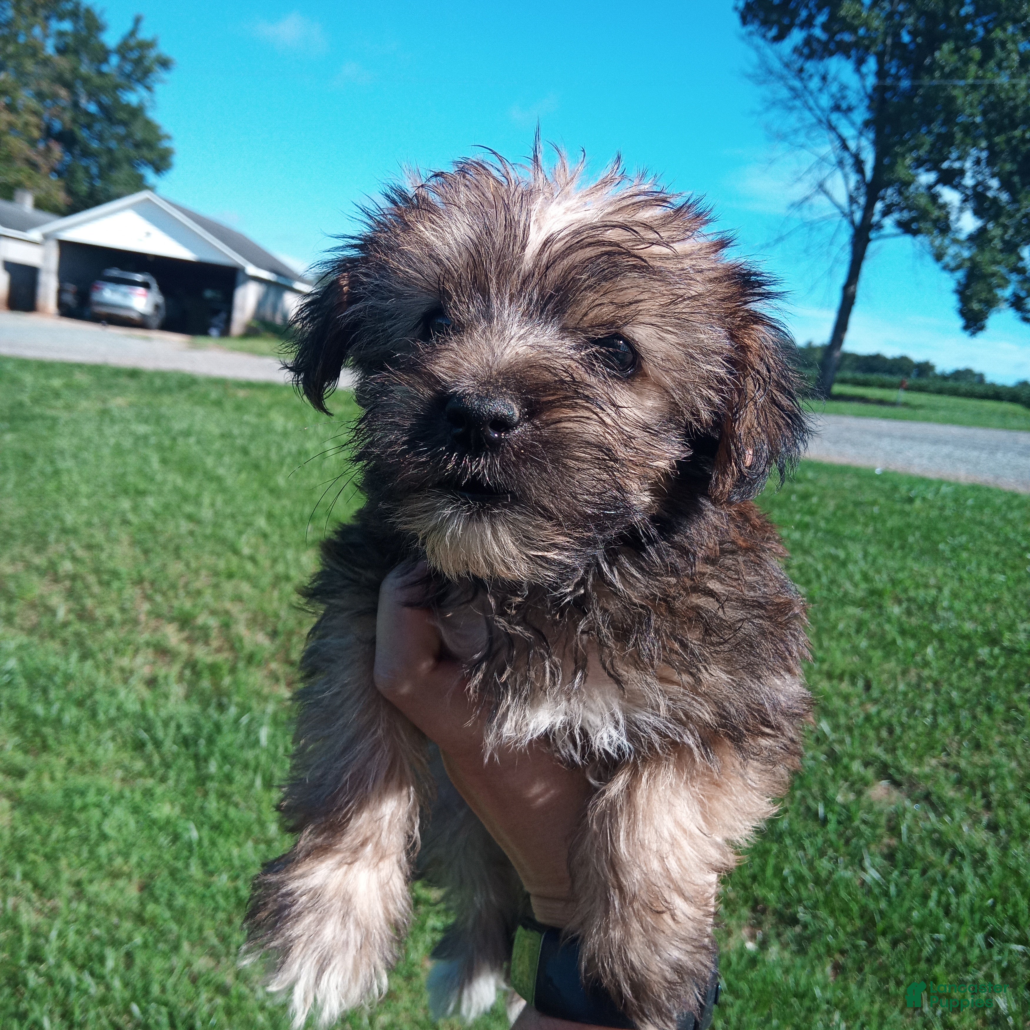 Yorkiepoo dogs Yorkiepoo 1 - Ad 24