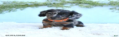 Reba