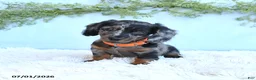 Miniature Dachshund dogs for sale: Reba - Ad 1