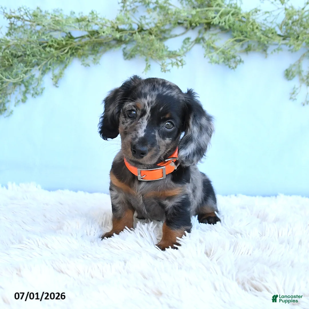 Miniature Dachshund dogs for sale: Reba - Ad 1