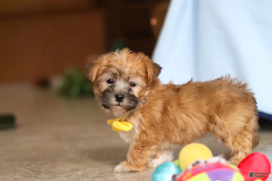 Morkie dogs for sale: Blake  - Ad 2