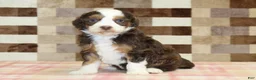 Mini Bernedoodle dogs for sale: Haley - Ad 4