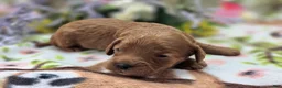 Cockapoo dogs for sale: Paris - Ad 4