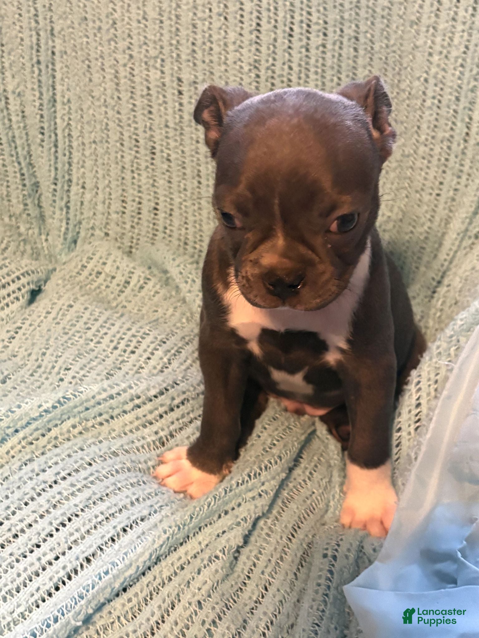 Boston Terrier dogs Jeremy - Ad 2