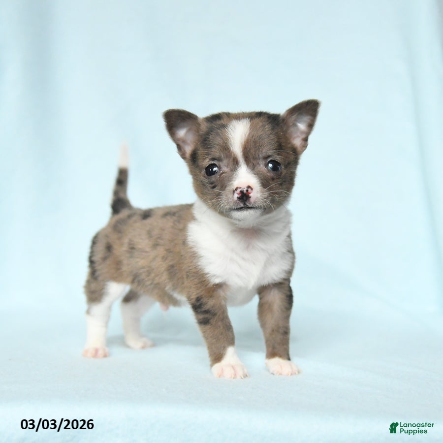 Chihuahua dogs Boxer - Ad 1