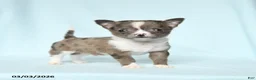Chihuahua dogs for sale: Boxer - Ad 1