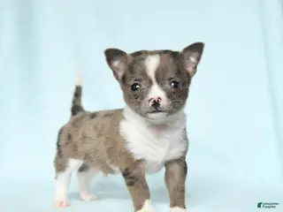 Chihuahua dogs for sale: Boxer - Ad 1