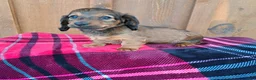 Dachshund dogs for sale: HEIDI - Ad 6