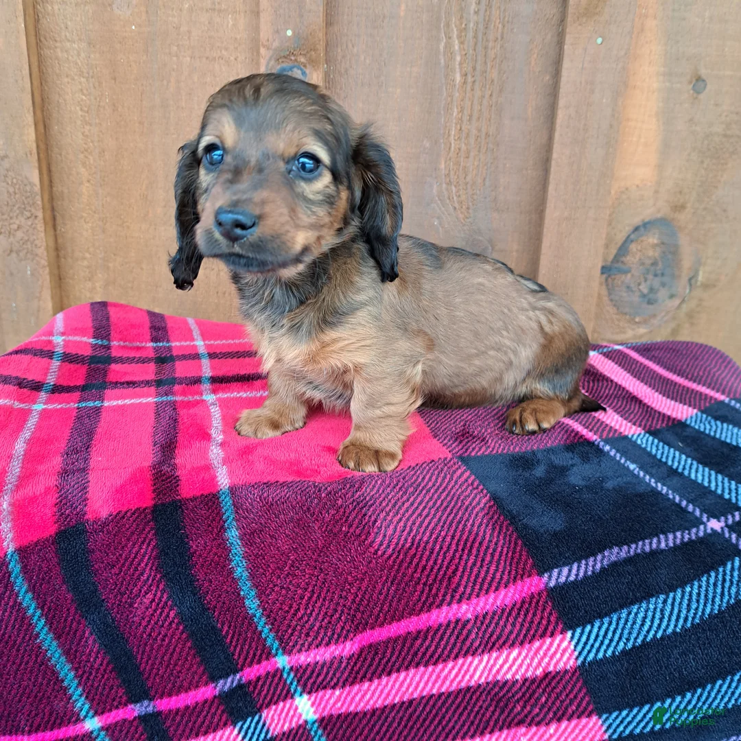 Dachshund dogs for sale: HEIDI - Ad 6