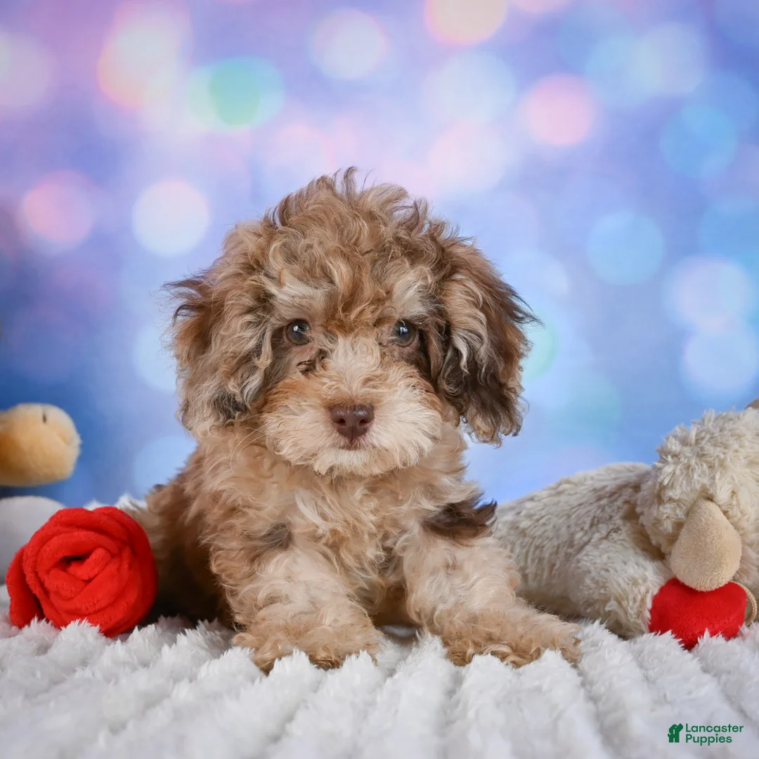 Miniature Poodle dogs for sale:  pete - Ad 2