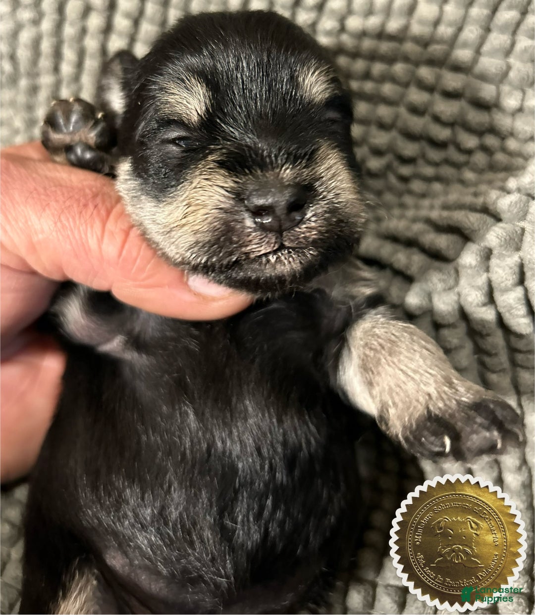 Miniature Schnauzer dogs for sale: ROSIE - Ad 3
