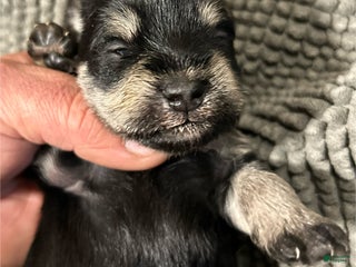 Miniature Schnauzer dogs - Ad 41