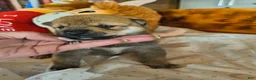 Shiba Inu dogs for sale: Shiba Inu Puppy 1 - Ad 3