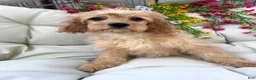 Cavapoo dogs for sale: Bonnie - Ad 3
