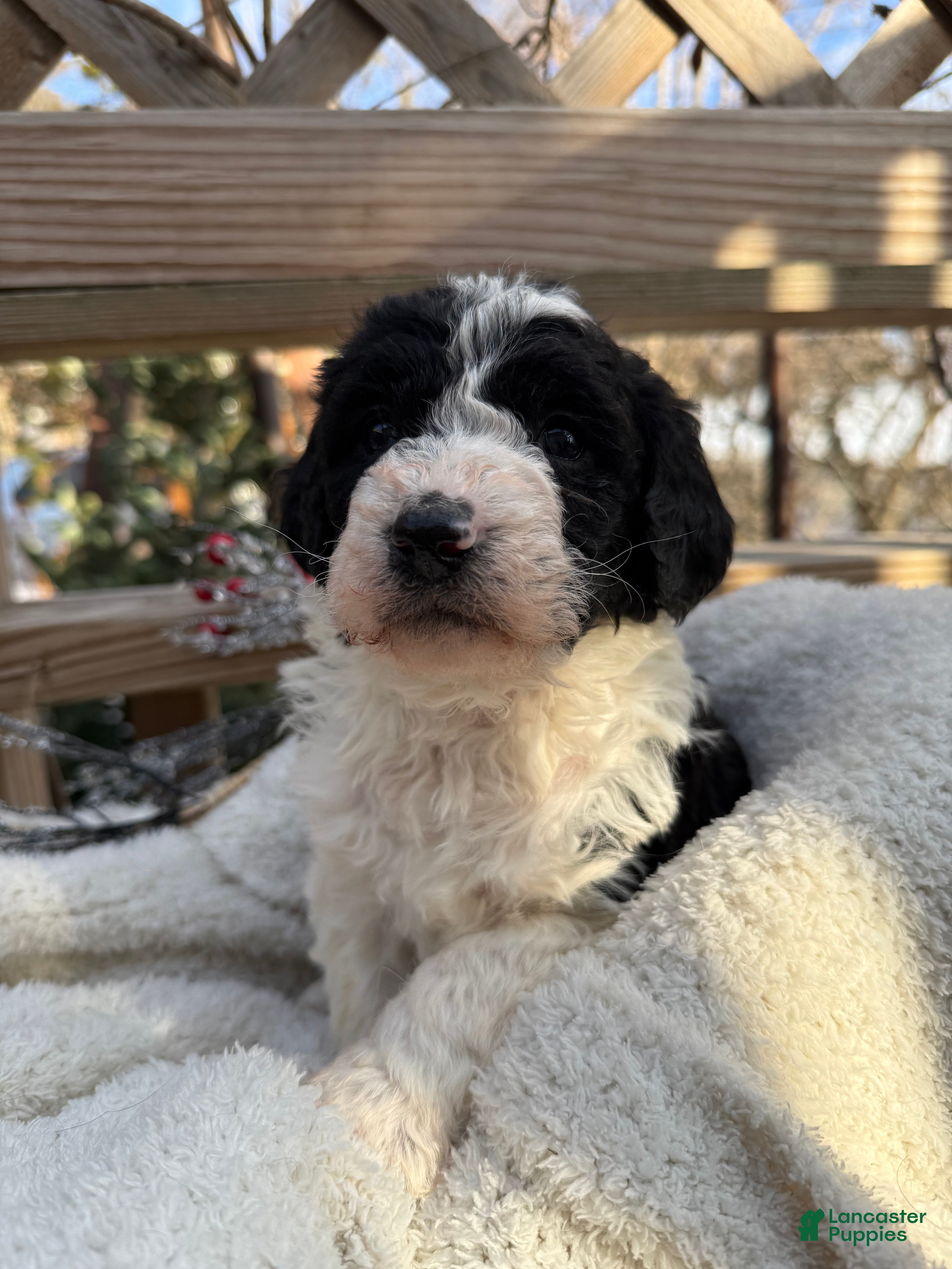 Mixed Breed dogs Sarah - Ad 2