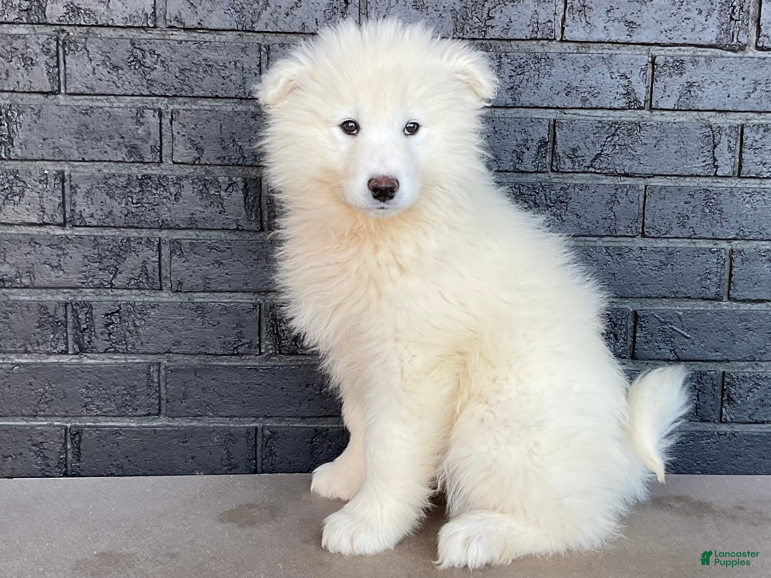 Samoyed dogs Sam - Ad 1