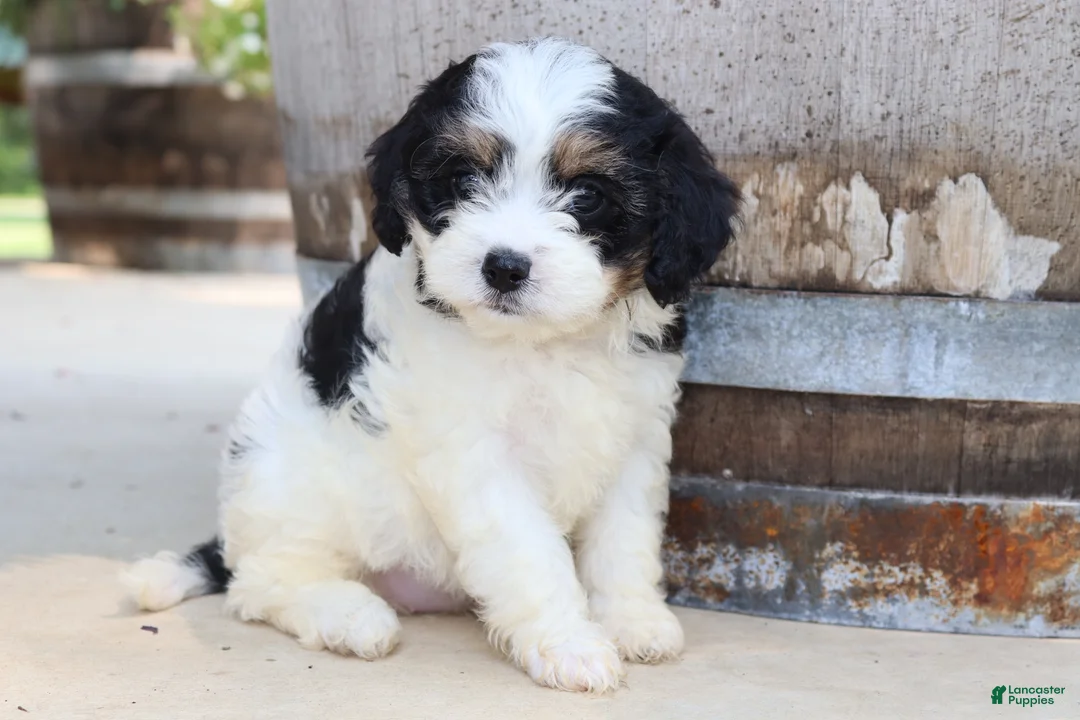 Cavapoo dogs for sale: Andouille - Ad 2