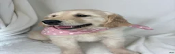 Golden Retriever dogs for sale: Gladys - Ad 3