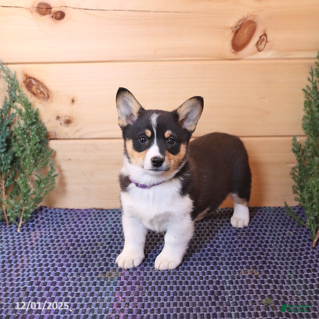 Welsh Corgi Pembroke dogs for sale: Sprite - Ad 1