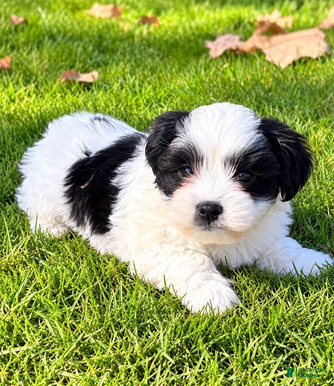 Shihpoo dogs for sale: Toby - Ad 1
