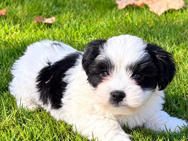 Shihpoo dogs Toby - Ad 1