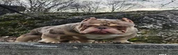 American Bully dogs for sale: American Bully Puppy 3 - Ad 5