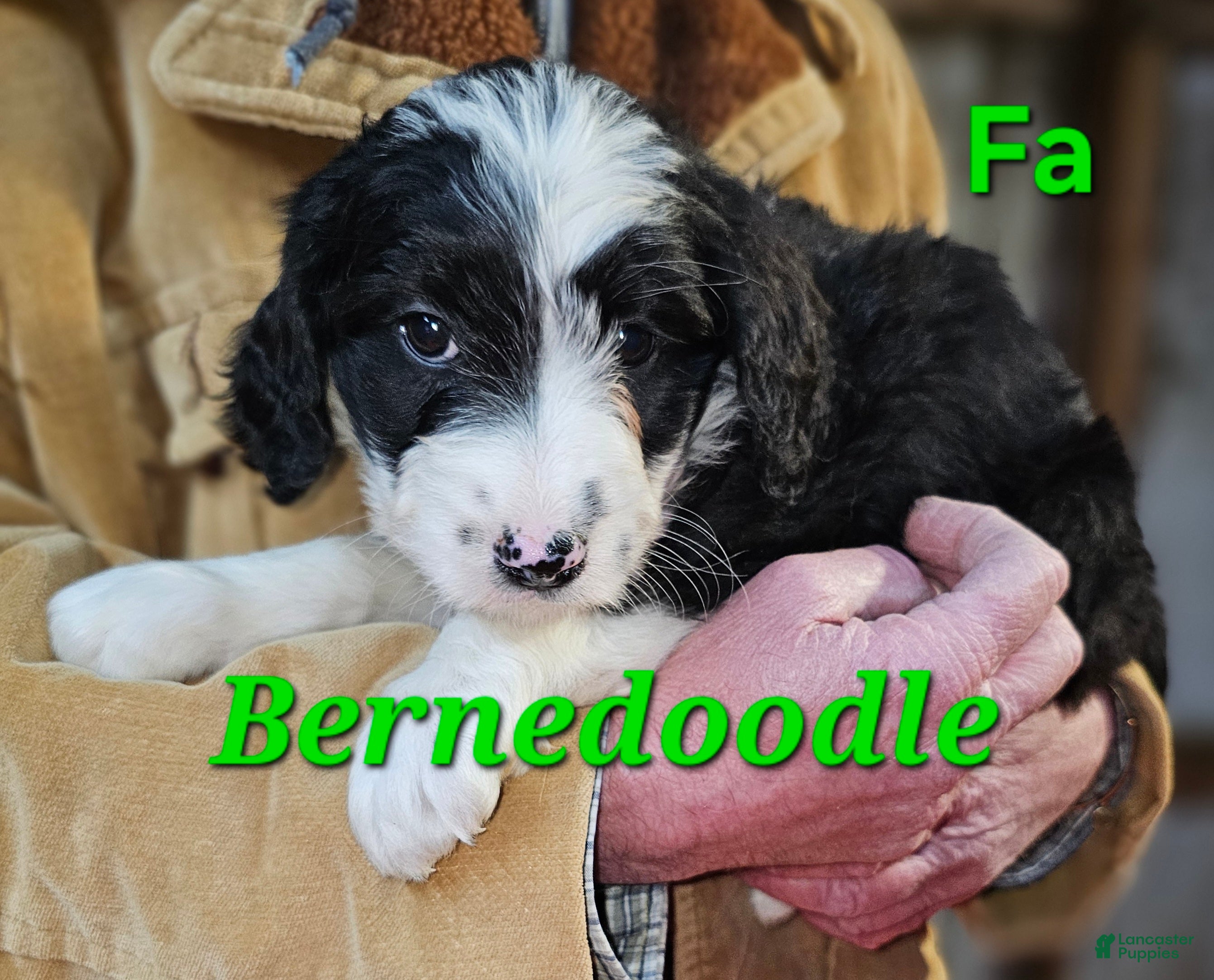 Bernedoodle dogs Bernedoodle Puppy 1 - Ad 11