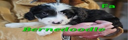 Bernedoodle dogs for sale: Bernedoodle Puppy 1 - Ad 1