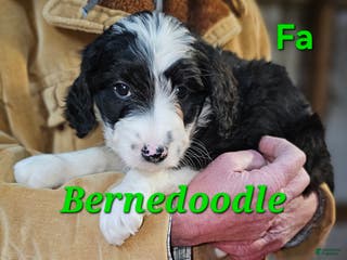 Bernedoodle dogs Bernedoodle Puppy 1 - Ad 11
