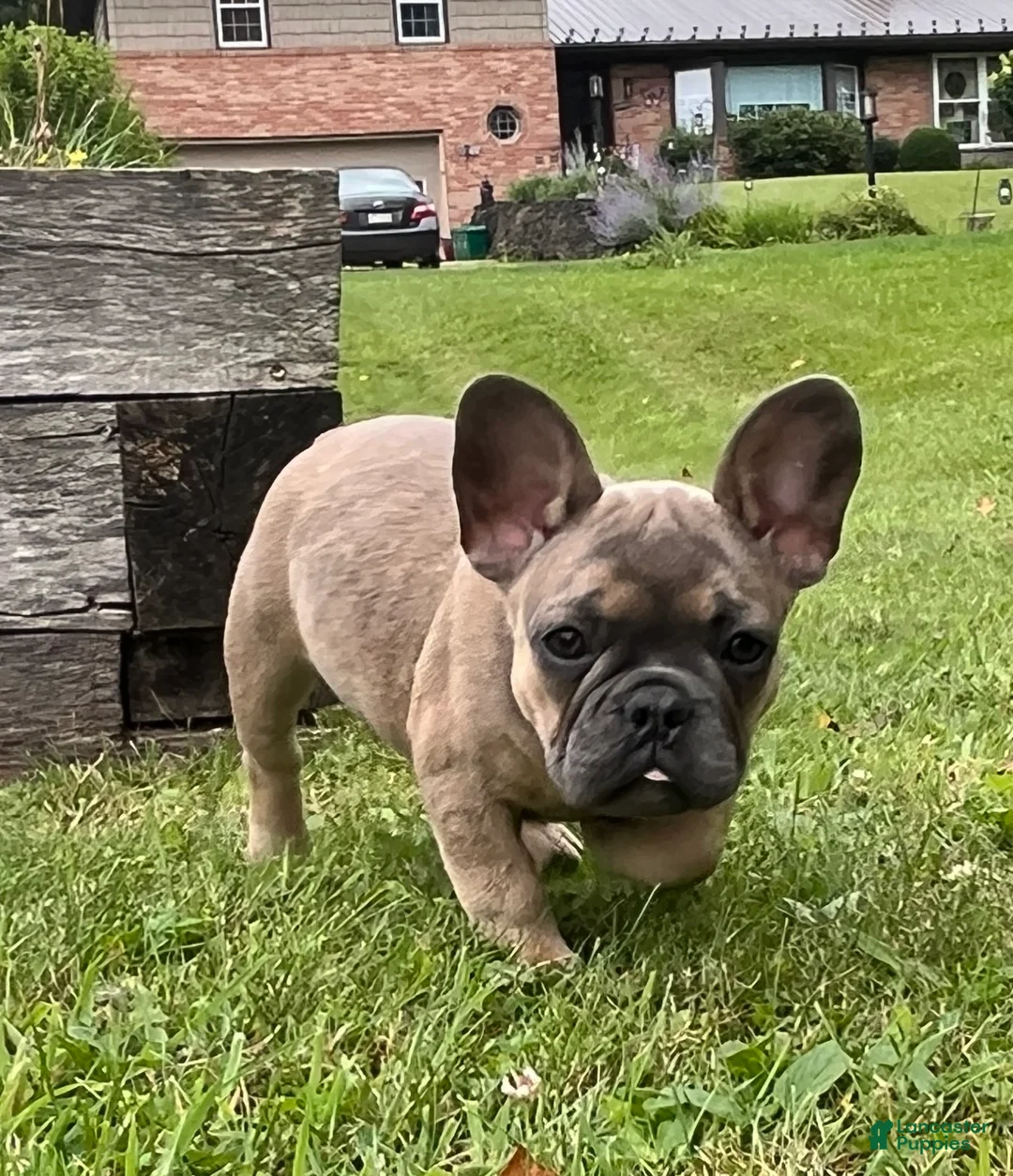 French Bulldog dogs for sale: Hershey  - Ad 2