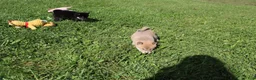 Shiba Inu dogs for sale: Scarf  - Ad 8