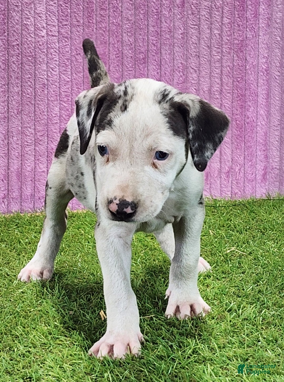 Catahoula Leopard Dog dogs for sale: Tess 2025 Female 5 - Ad 2