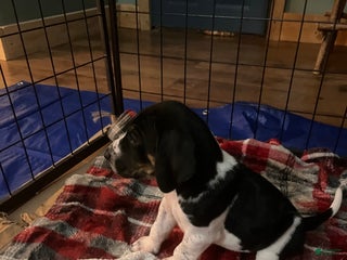 Coonhound dogs - Ad 4