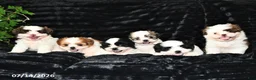Shih Tzu dogs for sale: Daisy - Ad 5