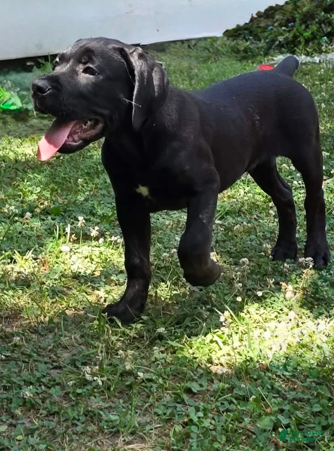 Cane Corso dogs for sale: Dean AKC green collar - Ad 2