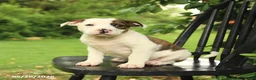 Mixed Breed dogs for sale: Jefferson - Ad 4