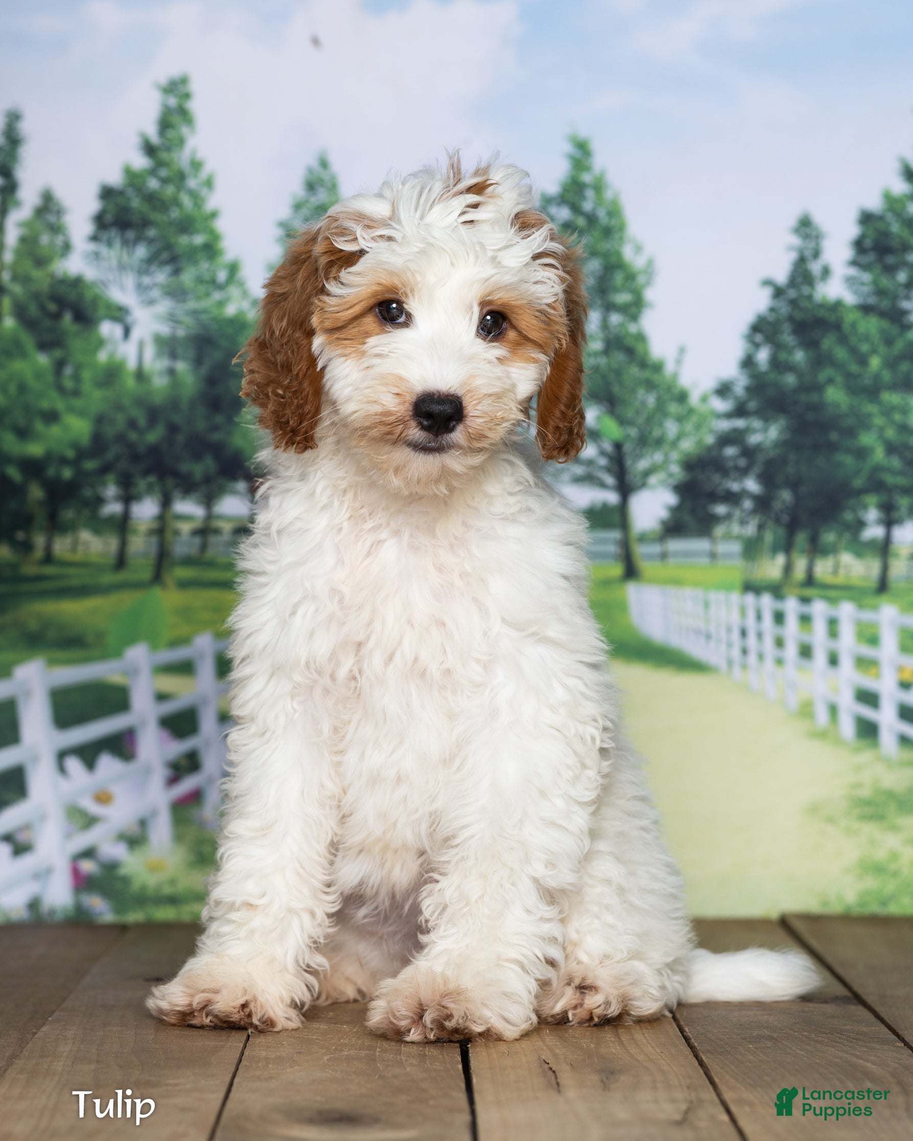 Mini Goldendoodle dogs Tulip - Ad 2