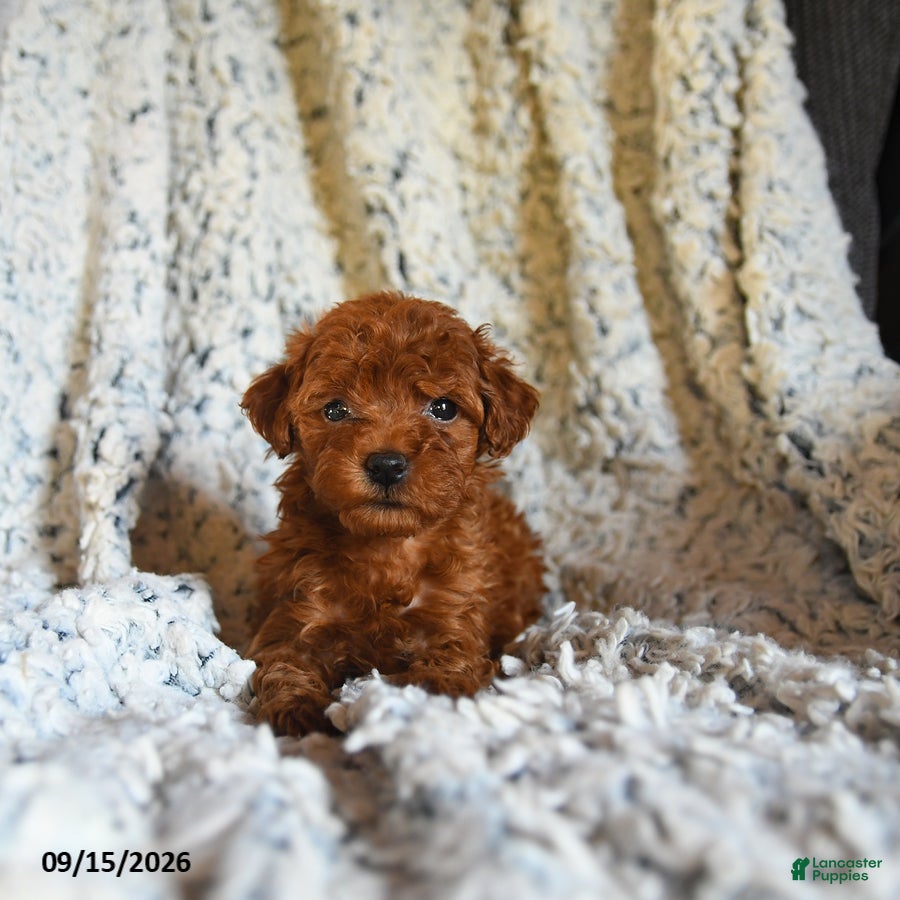 Toy Poodle dogs Twix - Ad 1
