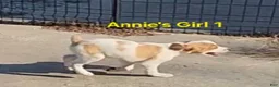 Brittany Spaniel dogs for sale: AKC/UKC French Brittany Annie's Girl 1 - Ad 5