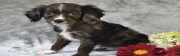 Cavapoo dogs for sale: Winston - Ad 1