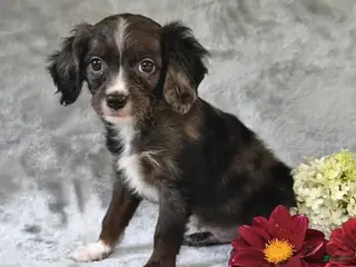 Cavapoo dogs Winston - Ad 38